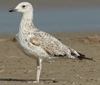 Larus armenicus
